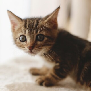 募集停止❤️キジトラ男子ベン