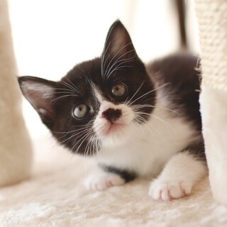 募集停止おっとり系❤️ハチワレ女子ふく