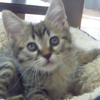 キジトラの元気な男の子