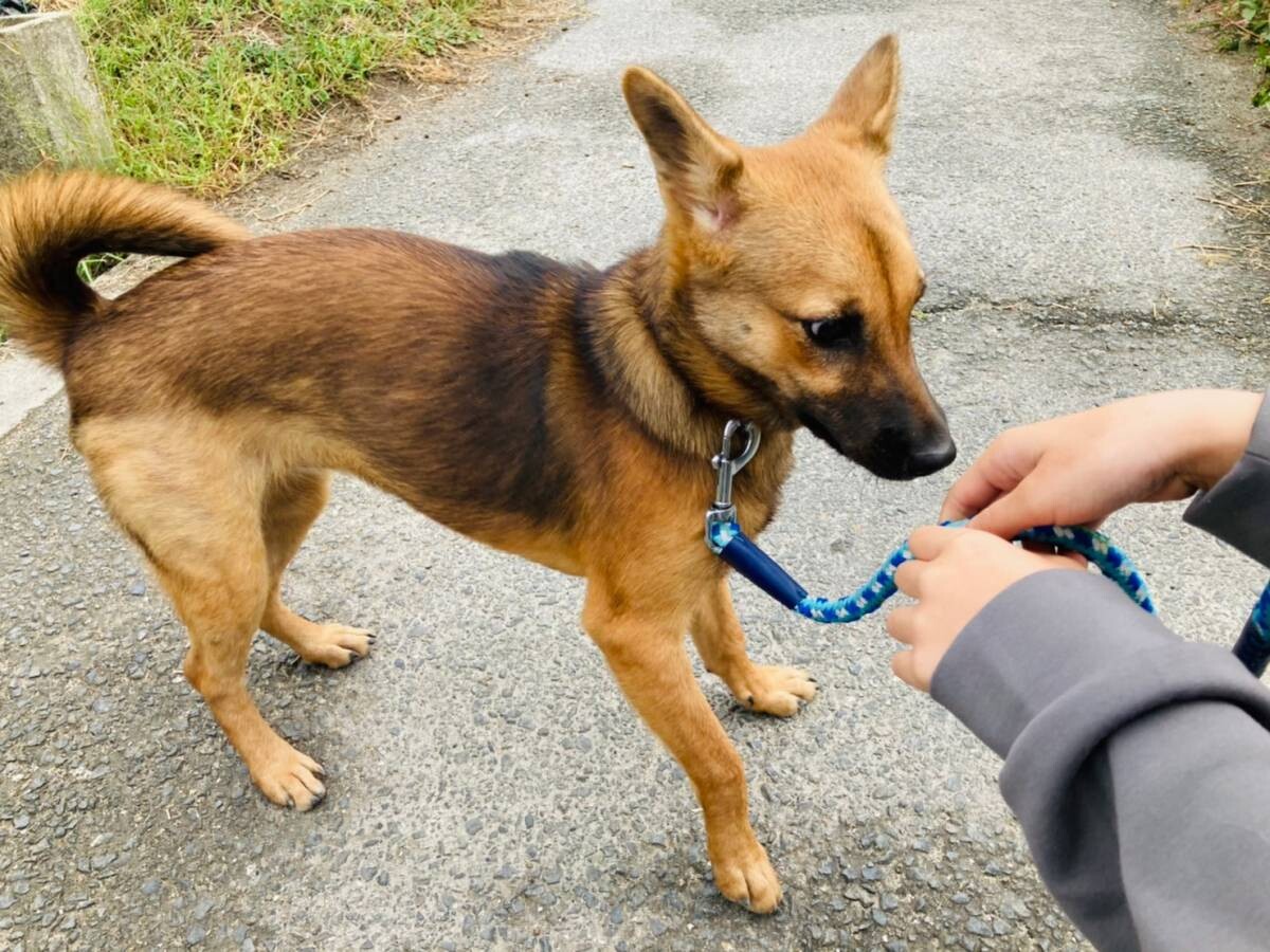 リキちゃん シェパードと 奈良県 犬の里親募集 ペットのおうち 月間利用者150万人