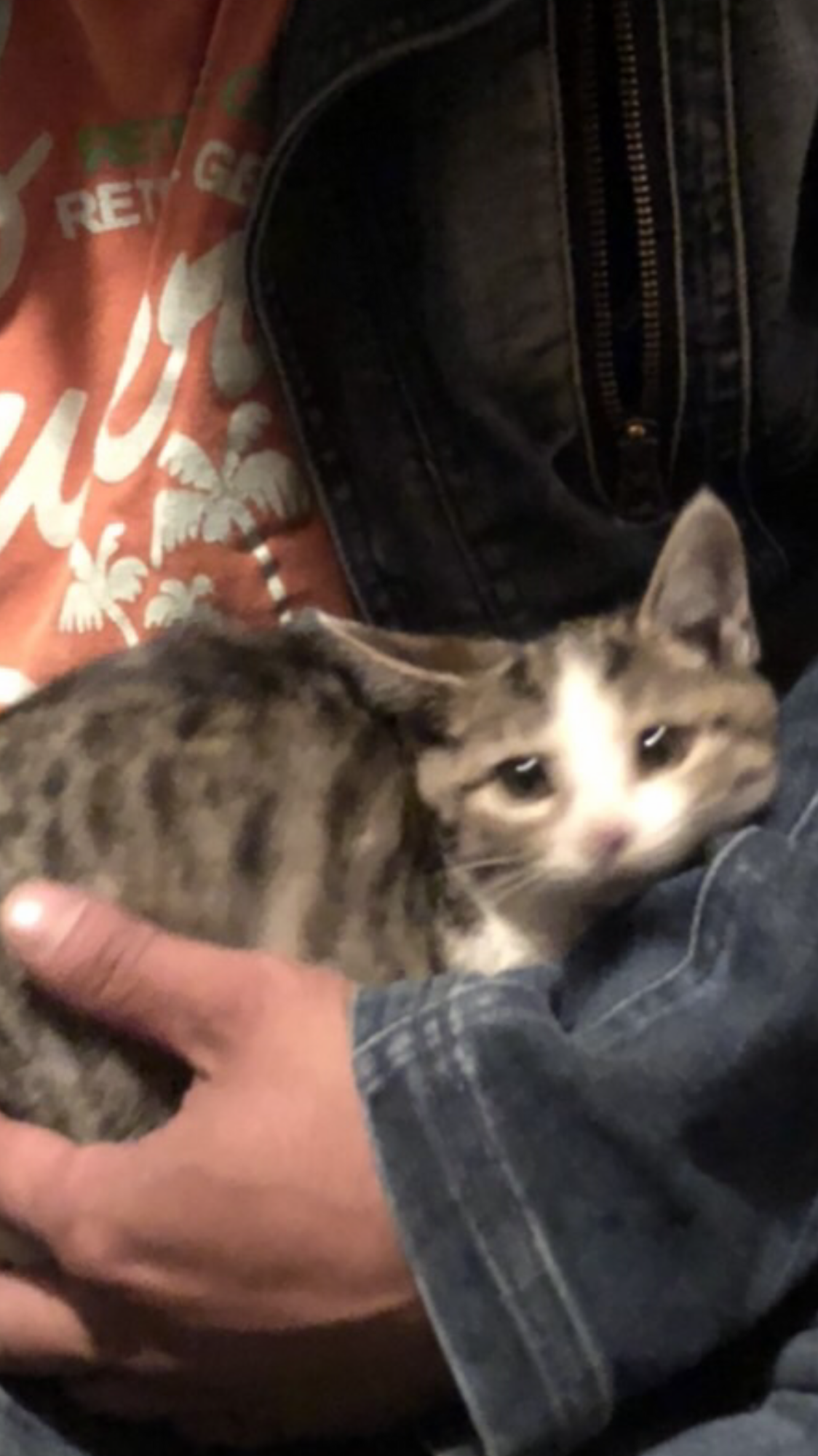 苫小牧限定 子猫の里親募 北海道 猫の里親募集 ペットのおうち 月間利用者150万人