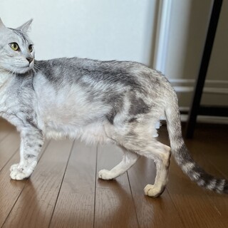 ベンガル　おっとり美人のべべちゃん