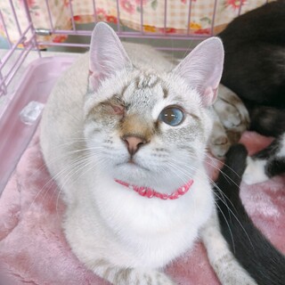 片目でもこんなに可愛いෆ⃛サラちゃん