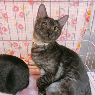 とっても穏やかな性格ですෆ⃛こてつくん