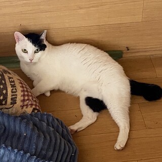 里親決定○クールな菜々緒さん