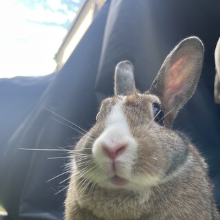 ミニウサギの女の子です！甘えん坊です