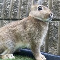 ミニウサギ生後3ヶ月のメスです！おとなしい子です