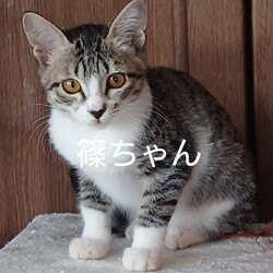 でら！ねこ！譲渡会！