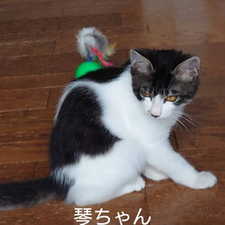 でら！ねこ！譲渡会！ サムネイル2