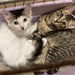 でら！ねこ！譲渡会！ サムネイル3