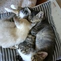 カワイイ仔猫の姉妹里親募集中！