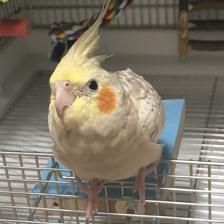 交渉中のため一旦募集停止中です