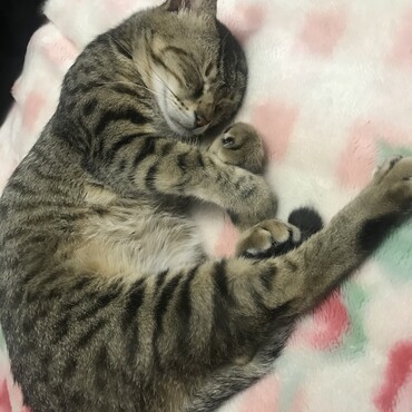 キジトラです