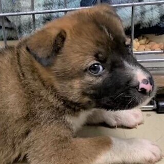 ◆可愛い子犬◆を家族に迎えませんか？ No392
