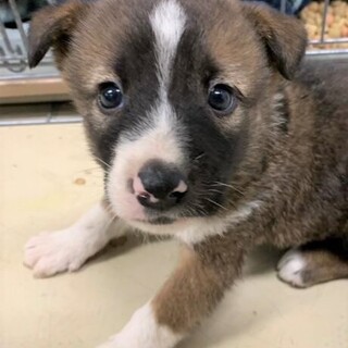 ◆可愛い子犬◆を家族に迎えませんか？ No393