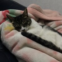 ブルちゃん