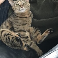 ぴーちゃん