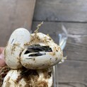 アオダイショウの赤ちゃん(2匹保護)