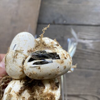 アオダイショウの赤ちゃん(2匹保護)