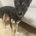 サラちゃんの家族を探してます☆