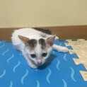 素敵な里親様を探しています！
