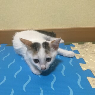 素敵な里親様を探しています！