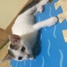 素敵な里親様を探しています！ サムネイル2