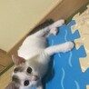 素敵な里親様を探しています！ サムネイル3
