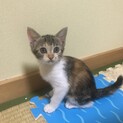 三毛ちゃん