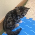 三毛と黒キジのミックス