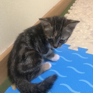 三毛と黒キジのミックス