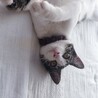 頭よしよしが好き♡