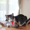 恐竜くんをいつもくわえて遊んでます。