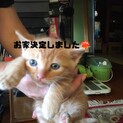 子猫5匹保護しました