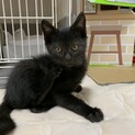 募集停止中　　　黒猫　子ネコ　オス　人慣れしてます