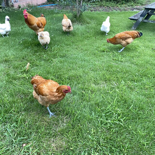 名古屋コーチン、里親募集しています。