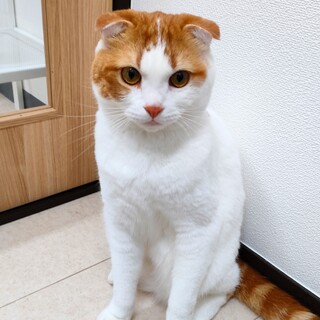 マイペースなスコティッシュ☆よもぎ君　４歳