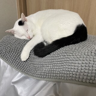 体は巨体！性格はビビりなマザコン君