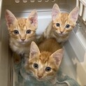 茶トラ3兄弟