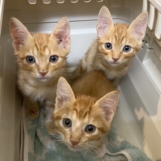 茶トラ3兄弟