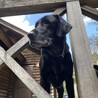 河口湖の山小屋でパパの作業を見守るゼロ