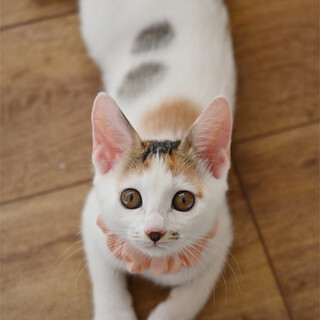 天使の羽模様も可愛い白三毛ちゃんです(*^^*)