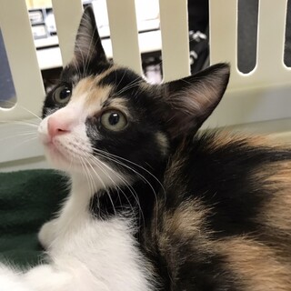 とっても可愛い❤️美猫ミケちゃん
