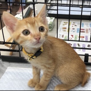 募集停止⭐️おとなしい茶とら男子チロル