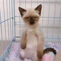 兄弟のまめくんと一緒にお願いしますෆ⃛つぶくん