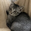 ほぼサバトラ　ミユちゃん♪