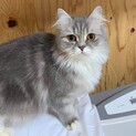 【2～3歳】ラガマフィンの女の子