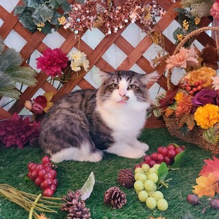 リンゴ猫ちゃん里親募集中