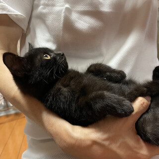 チビまっくろくろすけ！