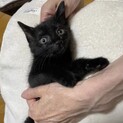 《現在トライアル中！》カワイイ男の子の募集です♪